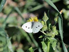 IMG_0503a