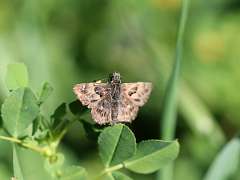 IMG_0505a