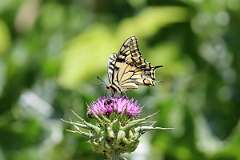 IMG_1714a