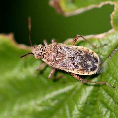 IMG_9971a