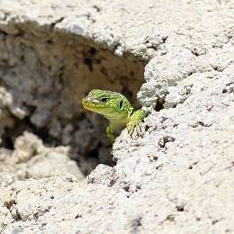 IMG_1805a