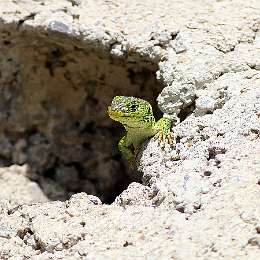 IMG_1806a